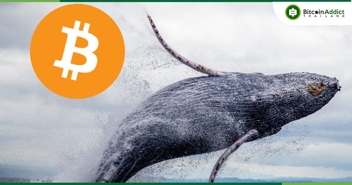 วาฬ Bitcoin คืออะไร และจะติดตามวาฬ Bitcoin ได้อย่างไร ??