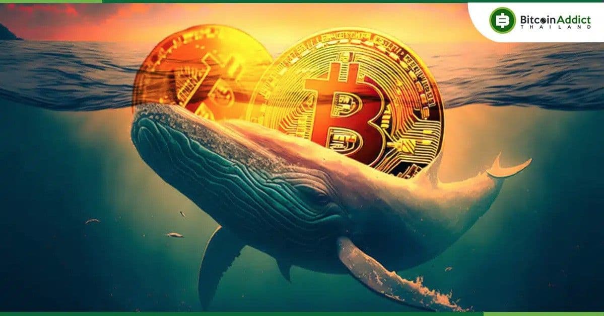 วาฬ Bitcoin สะสม BTC ช้าลง เหลือเพียง 1% ต่อเดือน