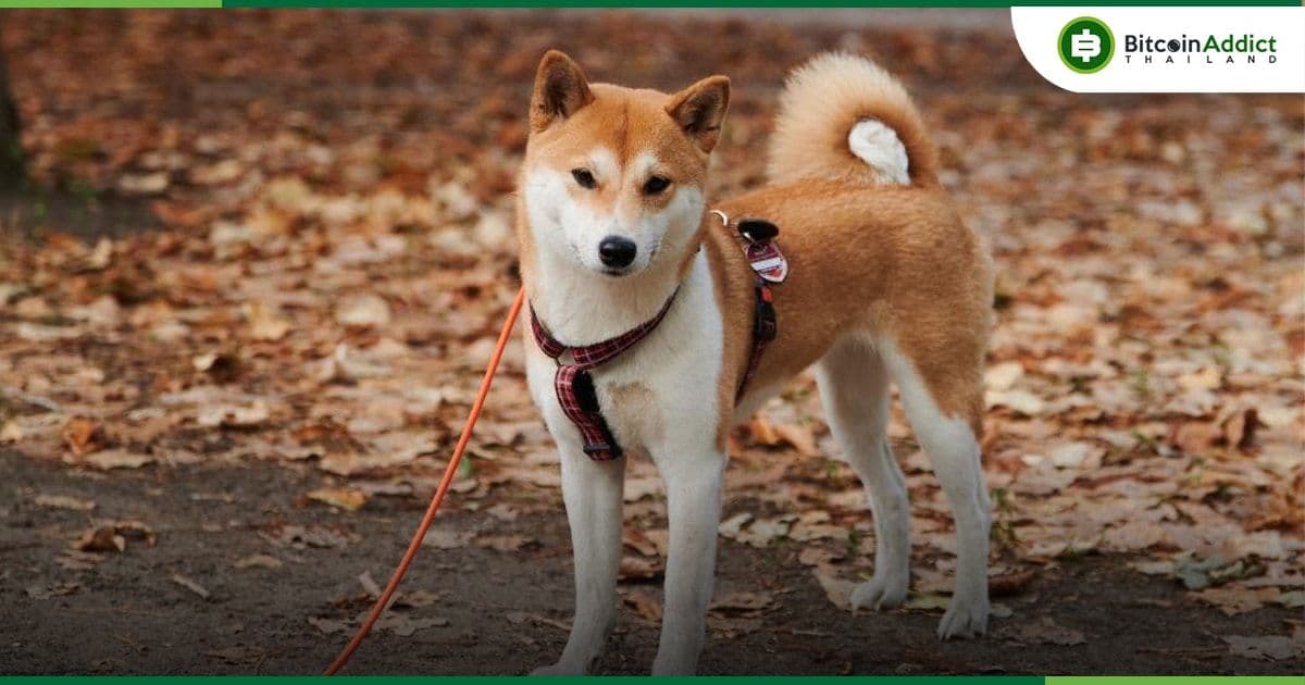 Shiba Inu ราคาดิ่งลงกว่า 26% ในช่วง 7 วันที่ผ่านมา อะไรคือสาเหตุเบื้องหลัง?