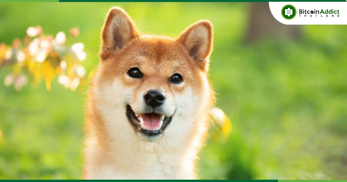 ราคา Dogecoin เพิ่มขึ้น 150% ใน 4 วัน ผลจากจากการเข้าซื้อกิจการ Twitter ของ Elon Musk