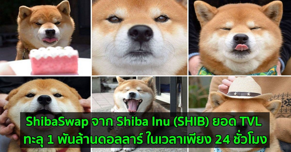ShibaSwap จาก Shiba Inu (SHIB) ยอด TVL ทะลุ 1 พันล้านดอลลาร์ ในเวลาเพียง 24 ชั่วโมงหลังการเปิดตัว