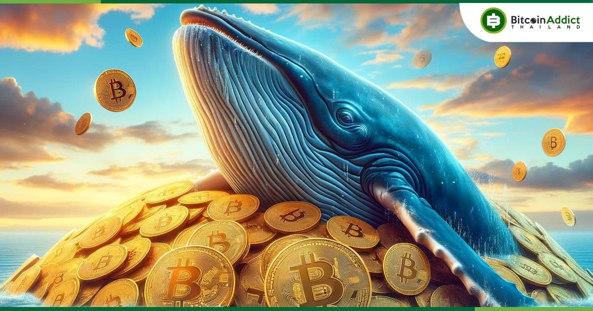 กระเป๋าเงินที่ถือ BTC ระหว่าง 10 ถึง 1,000 BTC “มีการสะสมเพิ่มอย่างรวดเร็ว” ท่ามกลางราคาที่ตกต่ำ