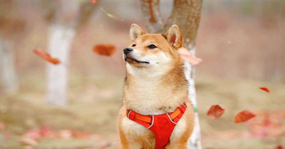 "Dogecoin ไม่ใช่แค่เหรียญตลก" Jay Hao ซีอีโอของ OKEx กล่าว