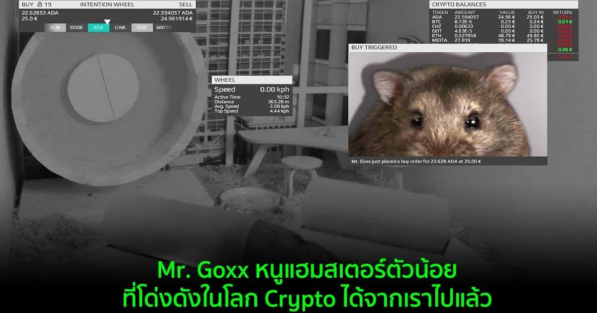 Mr. Goxx หนูแฮมสเตอร์ตัวน้อยที่โด่งดังในโลก Crypto ได้จากเราไปแล้ว