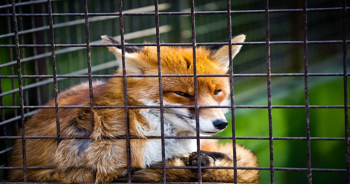 Metamask กระเป๋าเก็บ Ethereum มีผู้ใช้งานครบ 1 ล้านคนแล้ว