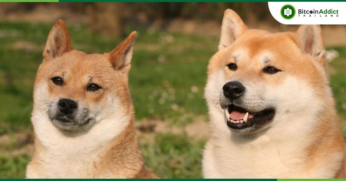 ราคา Shiba Inu (SHIB) พุ่ง 35% ส่วน Dogecoin (DOGE) กลับขึ้นสู่ 10 อันดับแรก