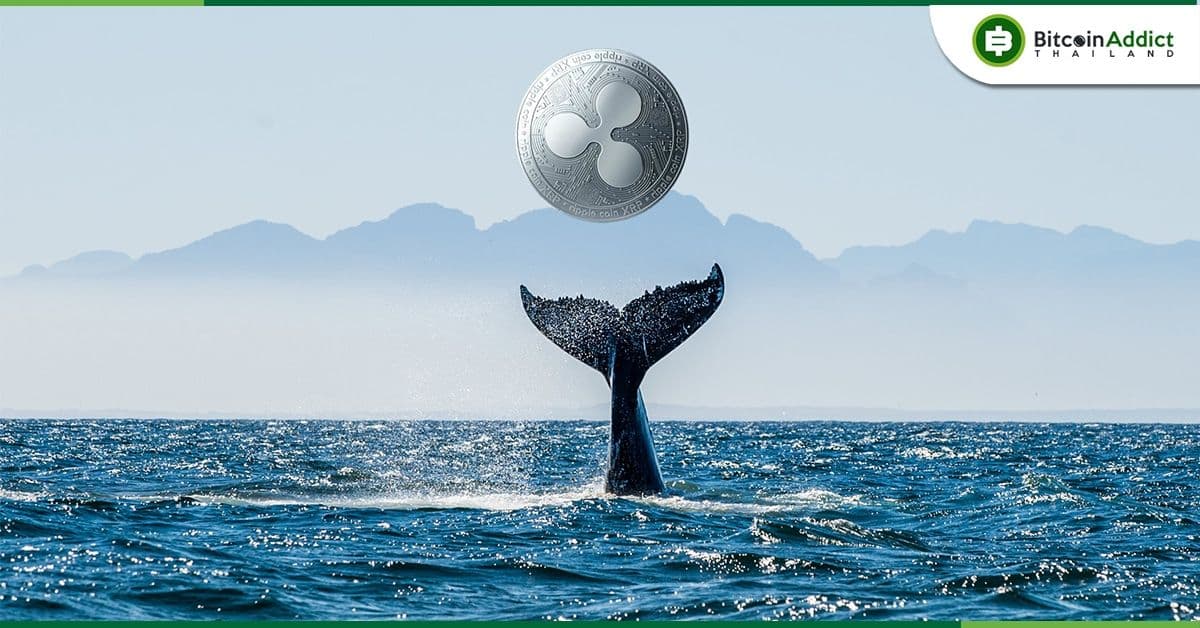 วาฬโอน XRP มูลค่ากว่า 400 ล้านดอลลาร์ท่ามกลางตลาดหมี