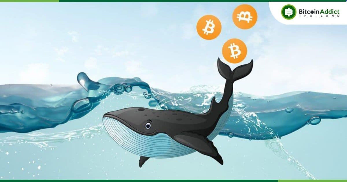 "วาฬ Bitcoin เข้าสู่โหมดสะสม" บริษัทวิเคราะห์ CryptoQuant กล่าว