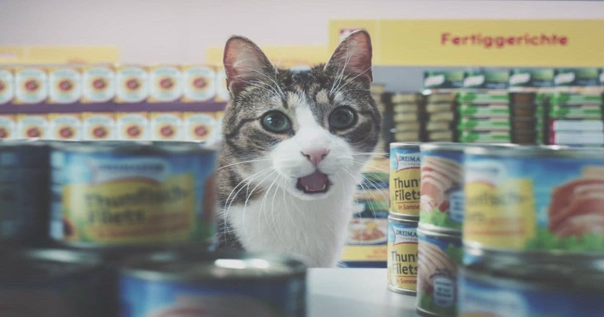 ทาสแมวทาสหมาจงฟัง!! แอพ Lolli ให้คุณรับ Bitcoin คืน 5% เมื่อซื้อสินค้าของสัตว์เลี้ยงจาก Chewy.com