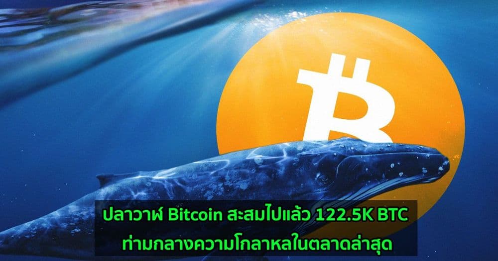 ปลาวาฬ Bitcoin สะสมไปแล้ว 122.5K BTC ท่ามกลางความโกลาหลในตลาดล่าสุด