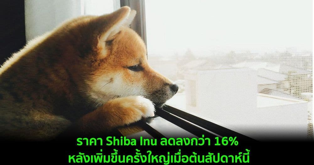 ราคา Shiba Inu ลดลงกว่า 16% หลังจากเพิ่มขึ้นครั้งใหญ่เมื่อต้นสัปดาห์นี้