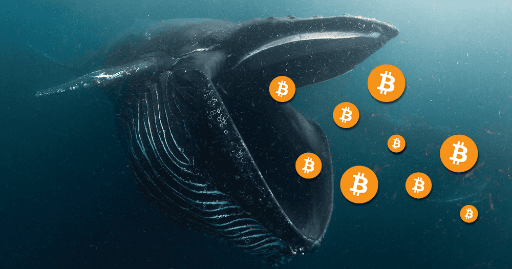 จำนวนวาฬที่เก็บ Bitcoin ไว้มากกว่า 1,000 BTC เพิ่มขึ้นเป็น 2 เท่า  ในรอบ 2 ปี