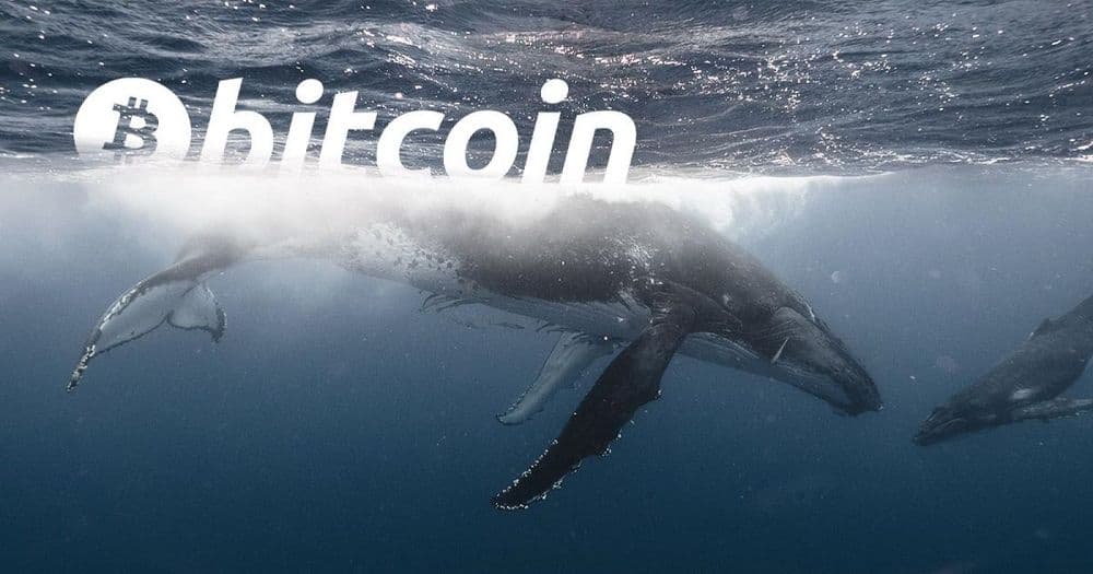 จำนวนของวาฬ Bitcoin กำลังลดลง - และอาจเป็นตัวบ่งชี้ตลาดกระทิงที่ดีที่สุด