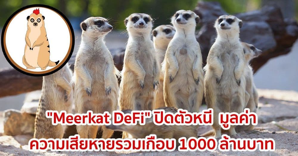 โครงการ DeFi  "Meerkat DeFi" ปิดตัวหนี  มูลค่าความเสียหายรวมเกือบ 1000 ล้านบาท