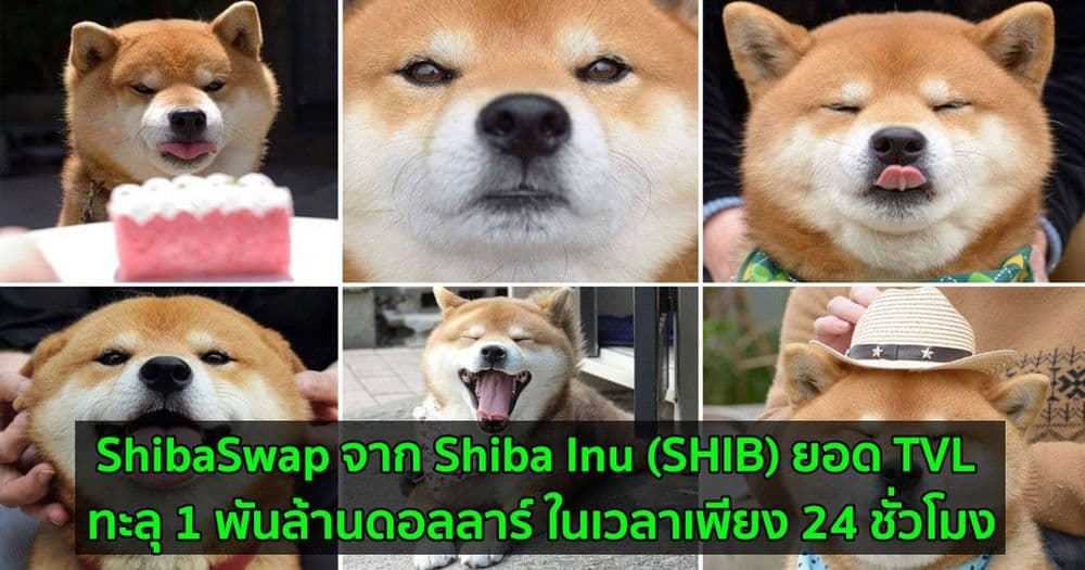 ShibaSwap จาก Shiba Inu (SHIB) ยอด TVL ทะลุ 1 พันล้านดอลลาร์ ในเวลาเพียง 24 ชั่วโมงหลังการเปิดตัว