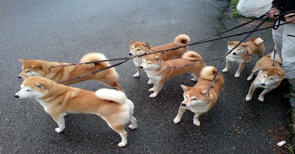 "การปั้ม Dogecoin ด้วย TikTok เหมือนจะจบลงแล้ว" ผู้บริหาร OKCoin กล่าว