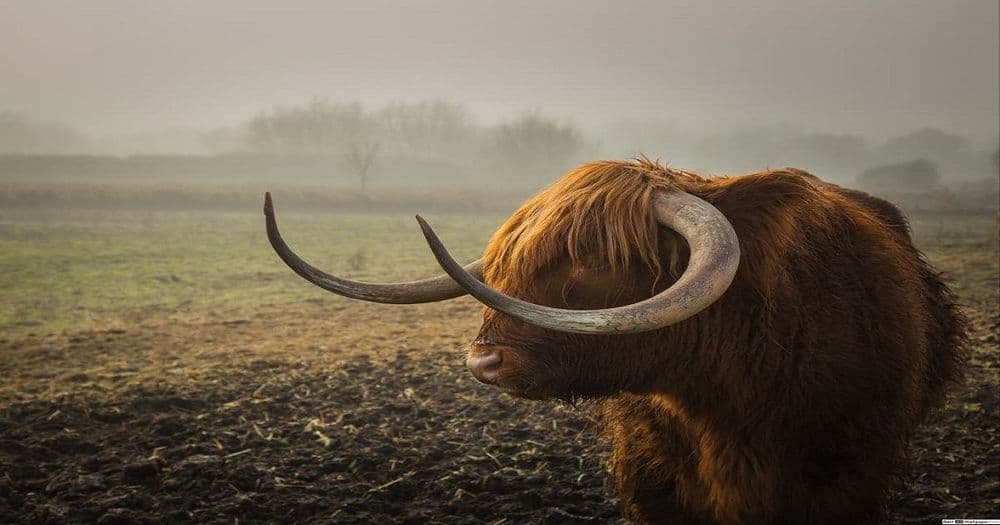 "XRP เคลื่อนไหวเหมือนช่วงปี 2017 ก่อนจะเกิด Bull Run" นักวิเคราะห์กล่าว