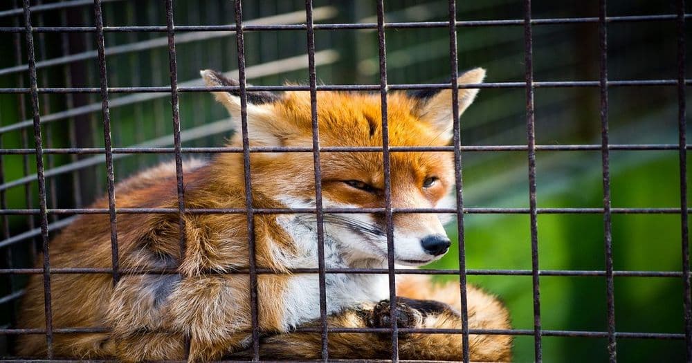 Metamask กระเป๋าเก็บ Ethereum มีผู้ใช้งานครบ 1 ล้านคนแล้ว