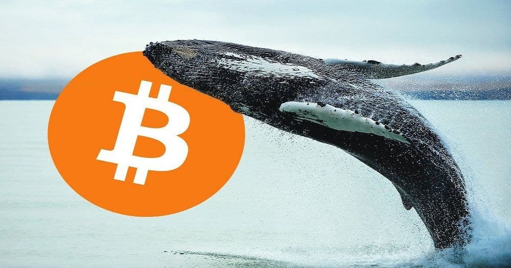 ปัจจุบัน "วาฬ Bitcoin" ควบคุม Supply ของ BTC น้อยกว่า 50% แล้ว