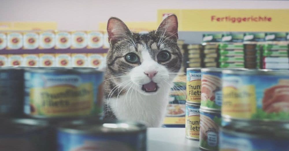 ทาสแมวทาสหมาจงฟัง!! แอพ Lolli ให้คุณรับ Bitcoin คืน 5% เมื่อซื้อสินค้าของสัตว์เลี้ยงจาก Chewy.com