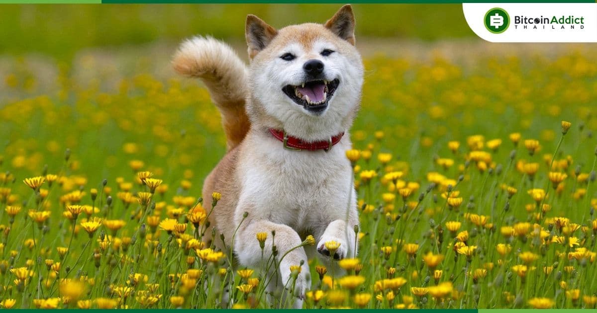 หัวหน้าผู้พัฒนา Shiba Inu โพสต์ทวีตเกี่ยวกับการเปิดตัว 'Worldpaper'